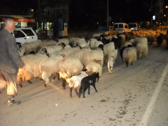 In Macka haben wir übernachtet. Abends machten wir noch einen Stadtbummel, dabei sahen wir diese Herde, die durch die Stadt getrieben wurde.