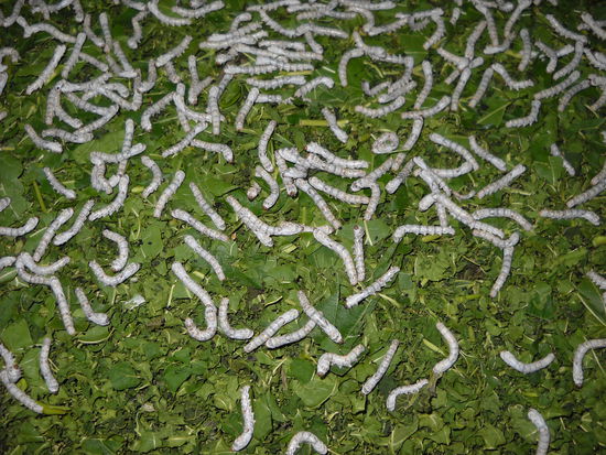 Besuch in einer Teppichknüpferei, wo wir viel über die Seidenraupenzucht erfuhren.