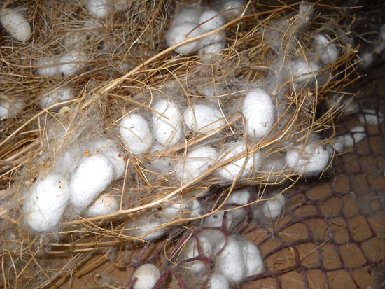 Die Kokons der Seidenraupen.