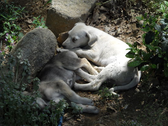 Die kleinen Welpen konnten leider nicht mitnehmen.