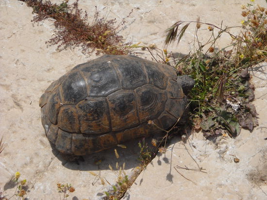 Eine der vielen Landschildkröten, die überall herumwandern.