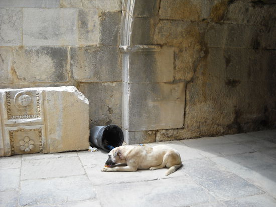 Dieser Hund im Theater Aspendos machte sich über den Abfalleimer her.