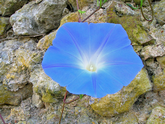Diese schönen blauen Blumen sahen wir an einer Hausmauer in Lavardin. Leider wissen wir nicht, wie diese Blumen heissen.