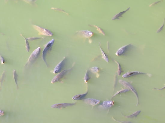 Villandry - Im Schlossgraben tummeln sich Karpfen, die auf die Fütterung warten.