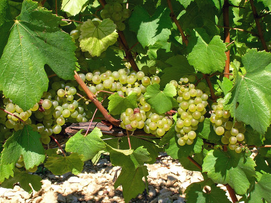 In den Weinbergen von Chablis - es ist kurz vor der Ernte.