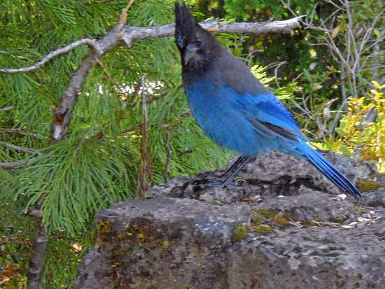 Stellers Jay - Diadem Häher - im Mount Rainier NP.
Dieser Vogel macht unheimlich viel Lärm.