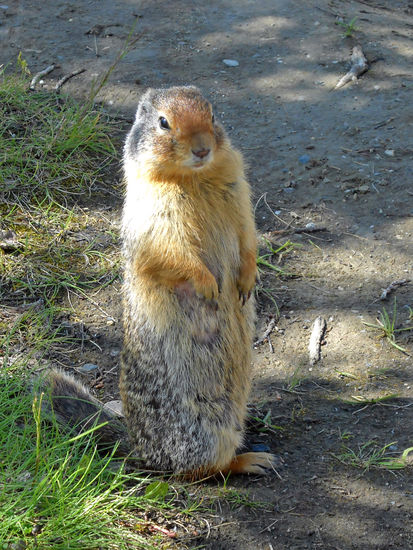 Barkerville: Prärie Dogs setzen sich in Szene.