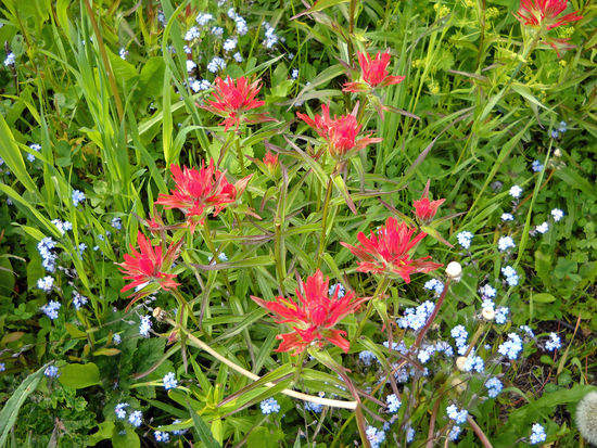 Barkerville: Herrliche Blumen am Wegesrand.