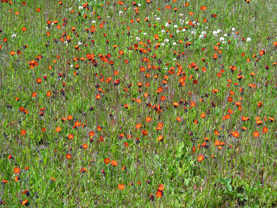 Überall gab es herrliche Blumenwiesen.