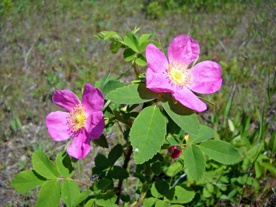 "Wild Roses" - diese schönen Blumen sind das Wahrzeichen der Provinz Alberta.