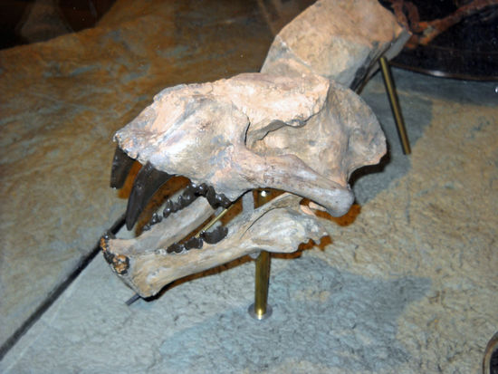 Interessant ist auch das Thomas Condon Paleontology Center - Visitor Center, Fossilienausstellung und Forschungszentrum unter einem Dach.