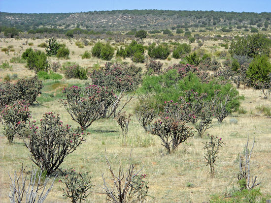 Wüstenlandschaft auf dem Weg zum Salinas Pueblo Missions NM