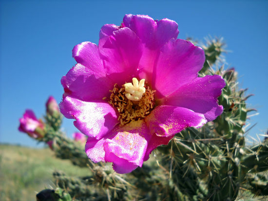 Blühende Kakteen am Wegesrand