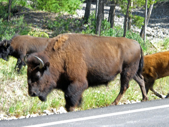 Begegnung der unheimlichen Art: Eine Herde von mehr als 20 Büffeln blockiert die Straße. Erst nach längerem Verweilen, trotten sie auf die Seite. Ich hab mich nicht so besonders wohl gefühlt, diese riesigen Tiere so nah am Motorrad zu sehen.