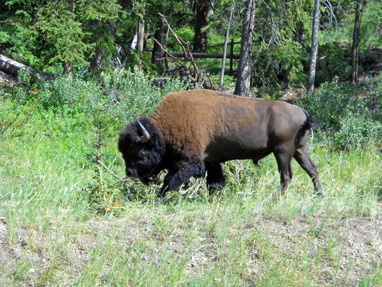 Gestern Abend war im Fernsehen zu sehen, wie Büffel Auto und Menschen attackierten, die wohl zu nah an sie heran kamen. So schön diese Tiere sind, ich seh sie lieber aus weiter Entfernung.