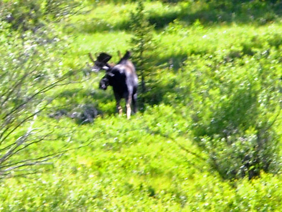 Im Big Horn National Forest - ein Elch.