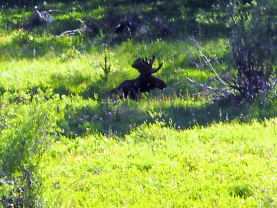 Es ist nicht erwünscht, nah an die Wildtiere heranzugehen, um zu fotografieren. Aber wir haben uns gefreut, überhaupt einmal ein so schönes Tier zu sehen.