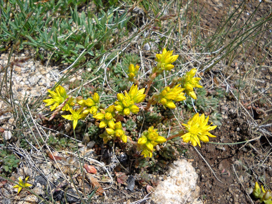 Wunderschöne Blumen auf dem Independence Pass.
