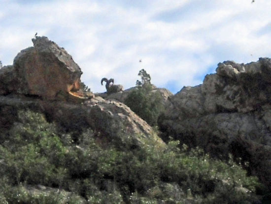 Big Horn Schaf im Garden of the Gods