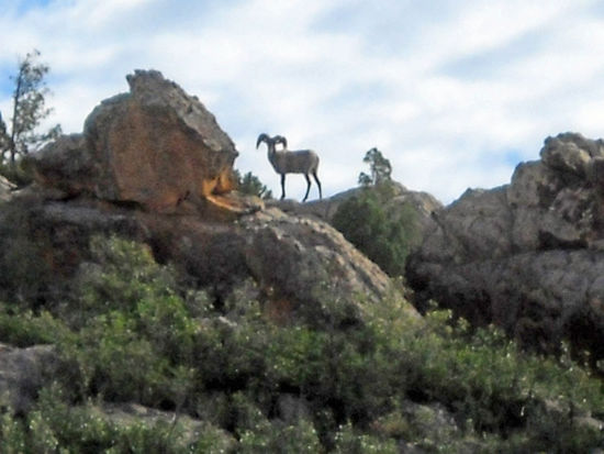 Big Horn Schaf im Garden of the Gods.