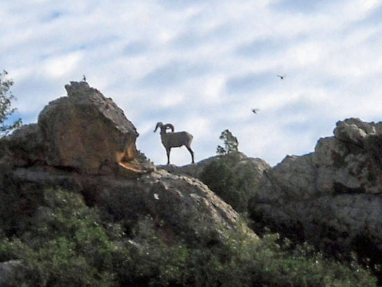 Big Horn Schaf im Garden of the Gods.