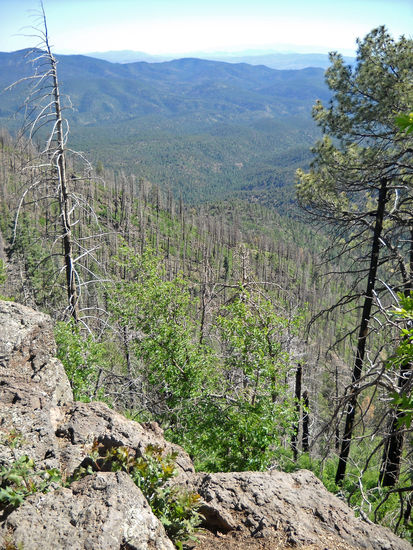 Coronado Trail - im Apache National Forest - auf dem Weg nach Hannagan Meadows.