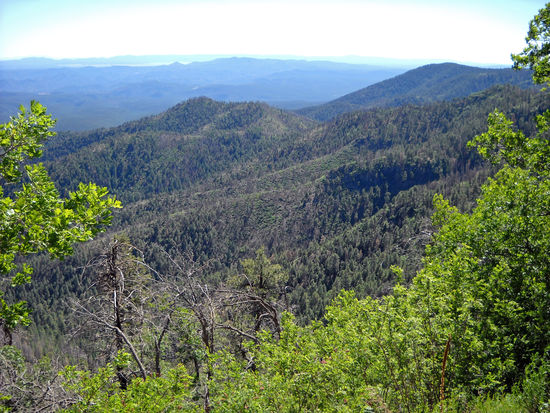 Coronado Trail - Apache National Forest - auf dem Weg nach Hannagan Meadows.