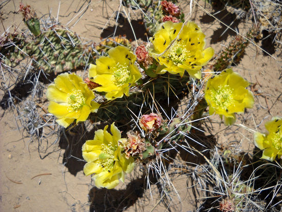 Blühende Kakteen in El Malpais ("schlechtes Land/schlechte Straße") - ein Gebiet von erloschenen Vulkanen und erkalteten Lavafeldern.