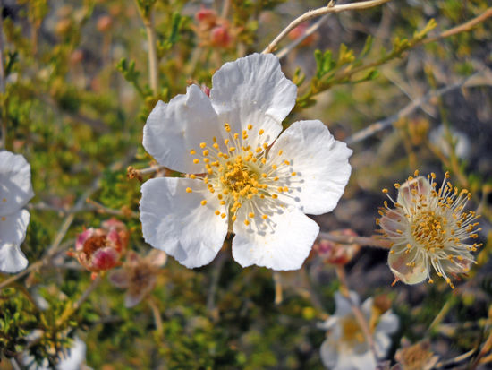 Wunderschöne Blumen - auf dem steilen Weg zum Lenox-Crater. Rolf konnte nicht widerstehen, dort hoch zu kraxeln.