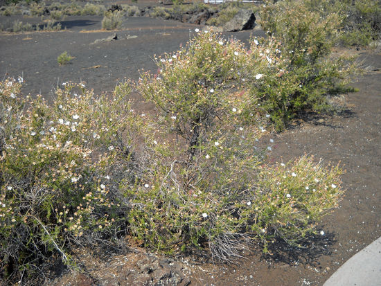 Apache Plum - hier mit weißen Blüten.
Wenn sie verblüht sind, ist der Strauch mit feinen filigranen Fädchen überzogen, sieht bezaubernd aus.