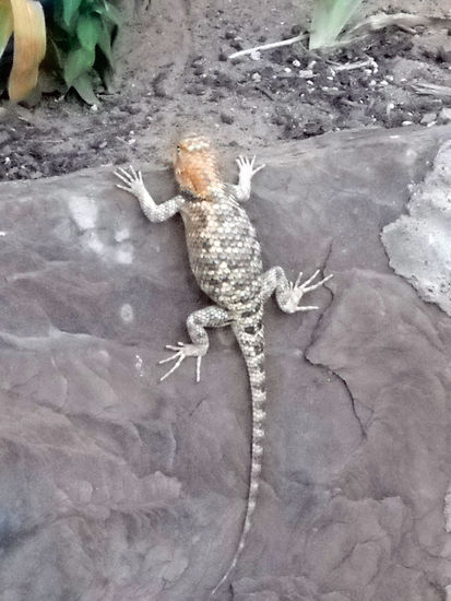 Eine der vielen Eidechsen in Lees Ferry Lodge