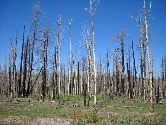 "Toter Wald" - auf dem Weg zum North Rim des Grand Canyon - gespenstisch. Doch man sieht schon das neue Grün kommen!