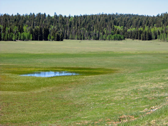 Wiese auf dem Kaibab-Plateau - eine grüne Oase in der umliegenden Wüstenlandschaft.