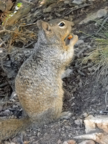 Eichhörnchen - gesehen auf dem Weg zum North Rim Grand Canyon