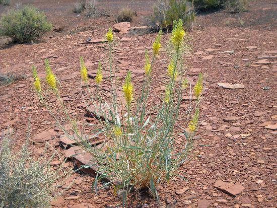 Im Wupatki Pueblo National Monument - erstaunlich, welch schöne Pflanzen in dieser unwirklichen wasserarmen Gegend gedeihen.