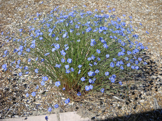 Wundervolle Blumen im Great Basin National Monument - Nevada