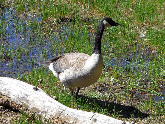 Wildgänse leisten uns Gesellschaft.