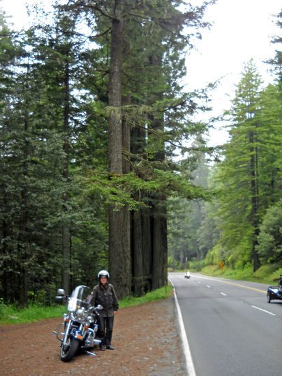 Die riesigen Küstenmammutbäume im Redwood National Park.