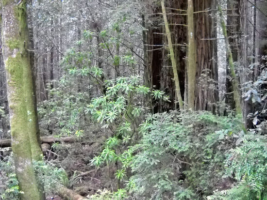 Urwald - Redwood National Park.