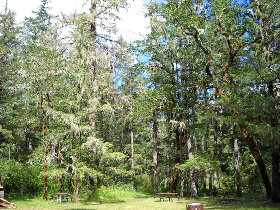 Im Umpqua National Forest - von den Bäumen hängen Moosflechten, sieht gespenstisch aus.