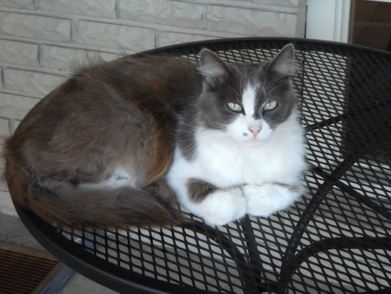 Die "Hauskatze" im Americas Best Value in Roseburg. Unser Hühnchen hat sie verschmäht.