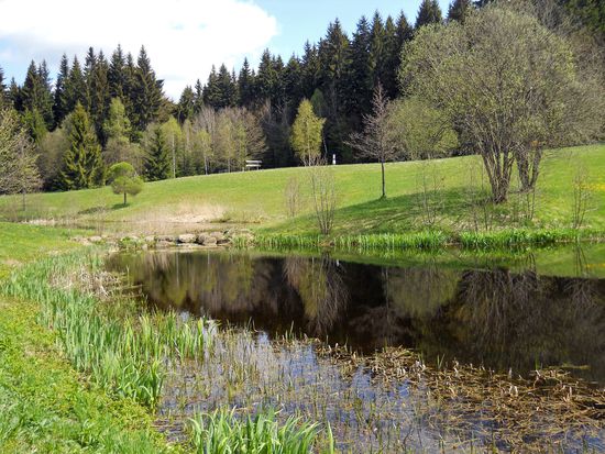 In den kleinen Moorseen tummeln sich Frösche und andere Kleintiere - "Nasse Aue" - Gemeinde-/Kurpark Spiegelau - Bayerischer Wald