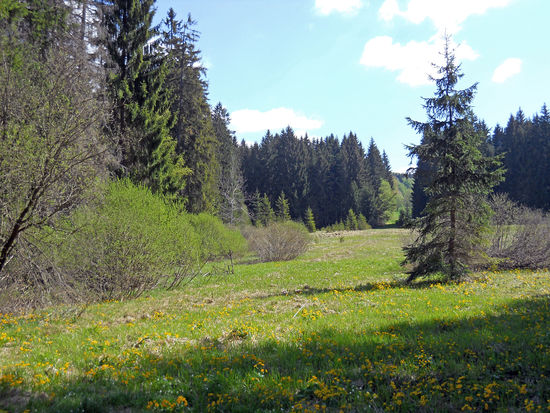Lichtung im Natur-Urwald um den Aufichtensteg im Nationalpark Bayerischer Wald - Spiegelau - Niederbayern.
