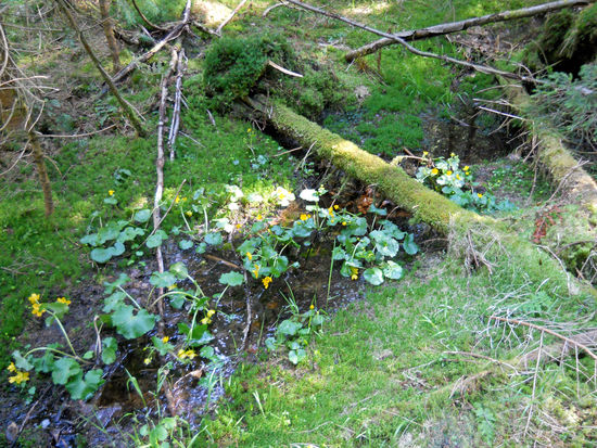 Kleine Wasser-Zuflüsse zum Fluss Schwarzach - umgestürzte bewachsene Bäume - Blumen  -  Aufichtensteg im Nationalpark Bayerischer Wald - Spiegelau (Niederbayern).