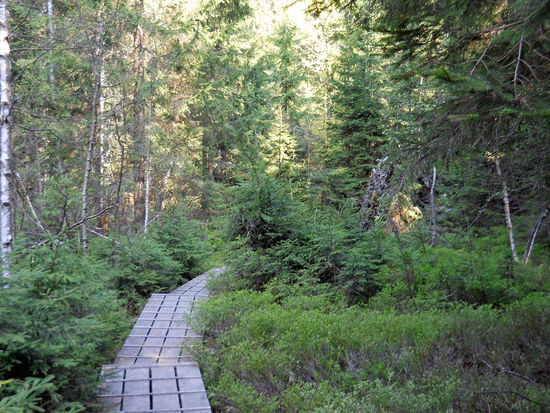 Dichter Natururwald umgibt den Aufichtensteg (hölzerne Bohlen, damit man in dem sumpfigen Boden nicht versinkt) im Nationalpark Bayerischer Wald (Spiegelau-Niederbayern).