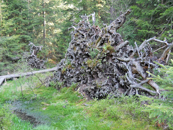 Auf den Wurzeln umgestürzter Bäume wächst neues Leben - oben ein kleiner Baum (Aufichtensteg - Nationalpark Bayerischer Wald, Spiegelau).