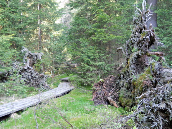 Hier lebt die Hexe von Hänsel und Gretel oder auch vielleicht Babajaga ... - Natururwald - Aufichtensteg im Nationalpark Bayerischer Wald (Spiegelau).