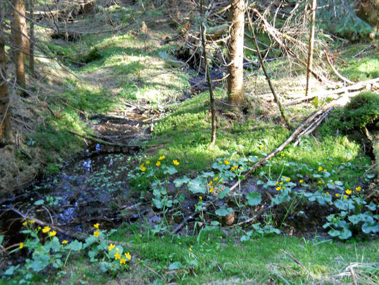 Es ist sumpfig, morastig um den Aufichtensteg im Nationalpark Bayerischer Wald - Spiegelau.