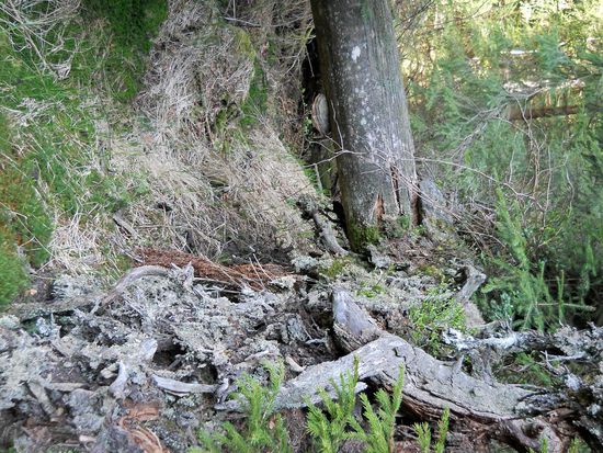 Gespenstisch, unheimlich sieht es aus - Aufichtensteg im Nationalpark Bayerischer Wald (Spiegelau).