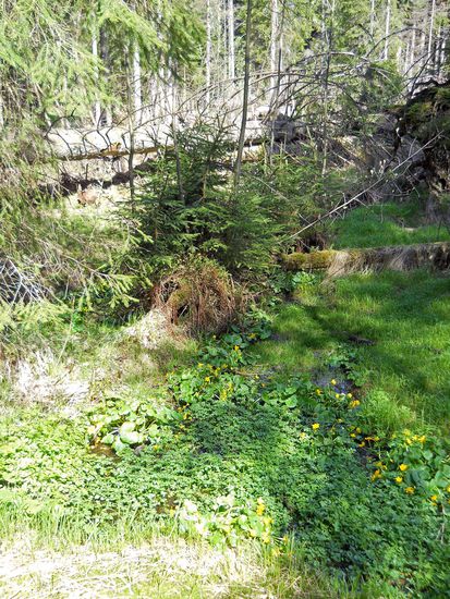 Licht und Schatten im Natururwald um den Aufichtensteg im Nationalpark Bayerischer Wald - Spiegelau.